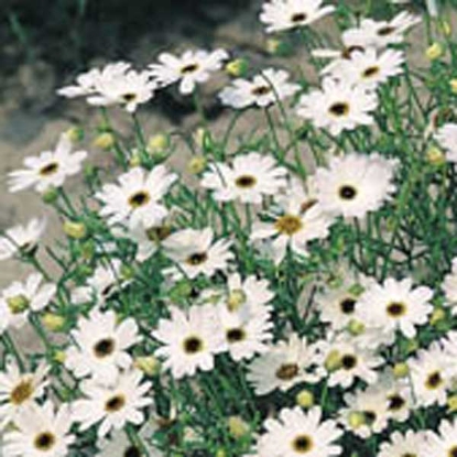 Picture of Brachycome iberidifolia - White Splendour